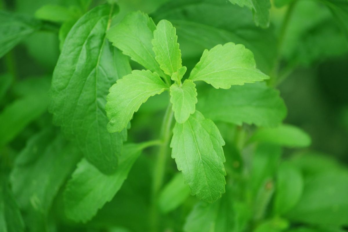 Khasiat daun stevia sebagai imunomodulator