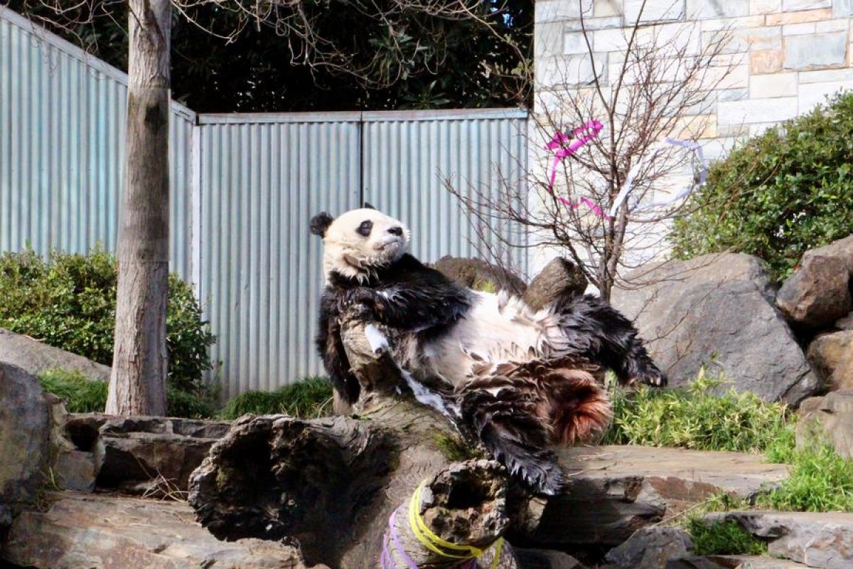 Kebun Binatang Adelaide rayakan ulang tahun sepasang panda raksasa