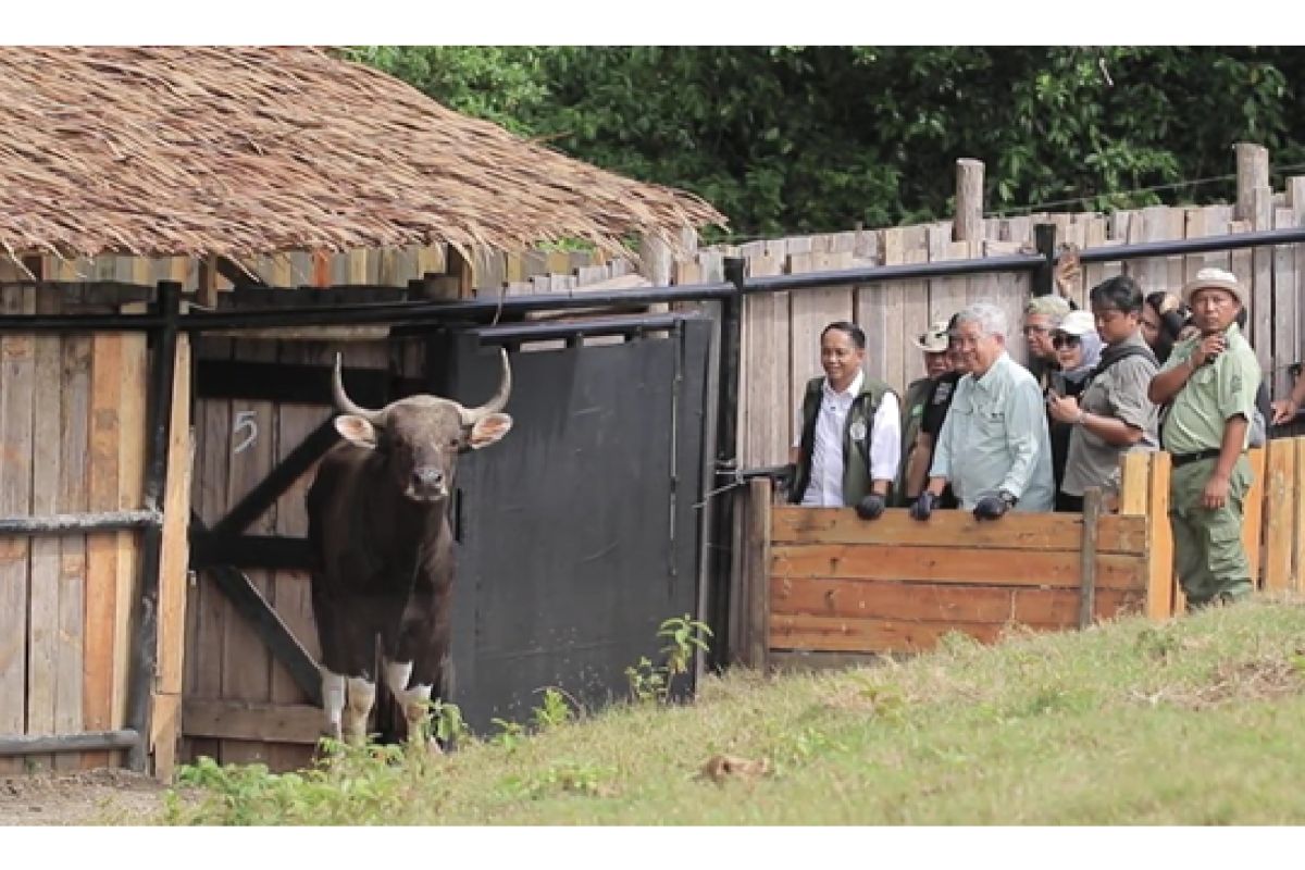 Taman Safari Indonesia dukung konservasi berkelanjutan banteng Jawa