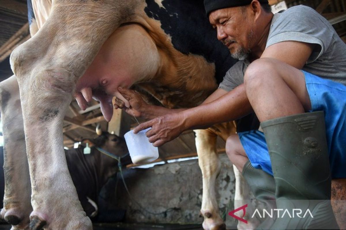 Konsumsi susu mentah berpotensi menularkan virus influenza dari sapi